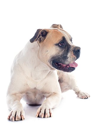 simsearch:693-03303244,k - american bulldog in front of white background Photographie de stock - Aubaine LD & Abonnement, Code: 400-07296502