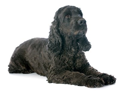 dog lying down black - portrait of a  purebred english cocker in a studio Stock Photo - Budget Royalty-Free & Subscription, Code: 400-07296518