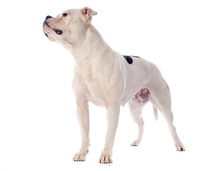 simsearch:400-07819100,k - american bulldog in front of white background Photographie de stock - Aubaine LD & Abonnement, Code: 400-07296511