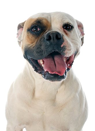 simsearch:400-07819100,k - american bulldog in front of white background Photographie de stock - Aubaine LD & Abonnement, Code: 400-07296523