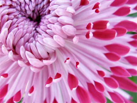 plant abstract focus - pink flower Stock Photo - Budget Royalty-Free & Subscription, Code: 400-07296557