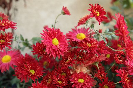 pot-pourri - red flowers as very nice summer background Fotografie stock - Microstock e Abbonamento, Codice: 400-07296693