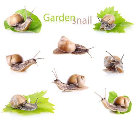 set garden snail (Helix aspersa) isolated on white background Stock Photo - Budget Royalty-Free & Subscription, Code: 400-07296762