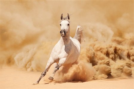 Arabian horse running out of the Desert Storm Stock Photo - Budget Royalty-Free & Subscription, Code: 400-07296854