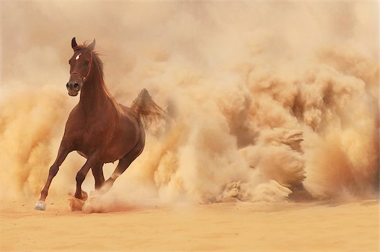 Arabian horse running out of the Desert Storm Stock Photo - Royalty-Free, Artist: Olya85, Image code: 400-07296856