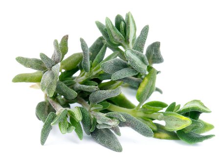 simsearch:400-04864980,k - Heap of Fresh Thyme Leafs isolated on white background Photographie de stock - Aubaine LD & Abonnement, Code: 400-07297345