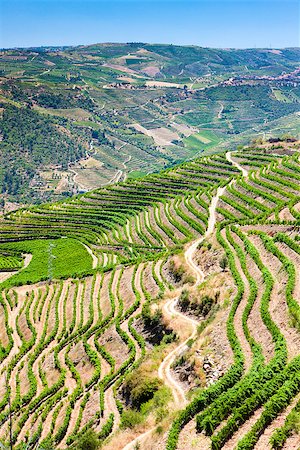 douro - vineyars in Douro Valley, Portugal Foto de stock - Super Valor sin royalties y Suscripción, Código: 400-07297378