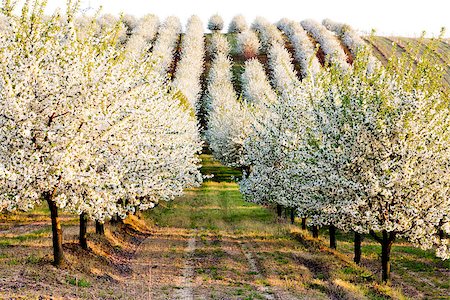 phbcz (artist) - blooming orchard in spring, Czech Republic Stockbilder - Microstock & Abonnement, Bildnummer: 400-07297387