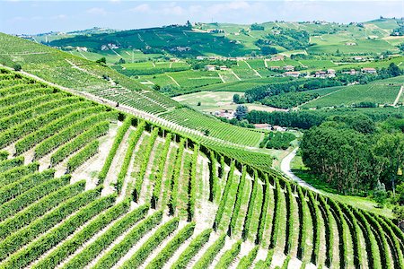 simsearch:400-07095252,k - vineyars near Barbaresco, Piedmont, Italy Fotografie stock - Microstock e Abbonamento, Codice: 400-07297389