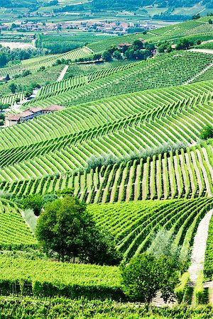 simsearch:400-07095252,k - vineyars near Barbaresco, Piedmont, Italy Fotografie stock - Microstock e Abbonamento, Codice: 400-07297390
