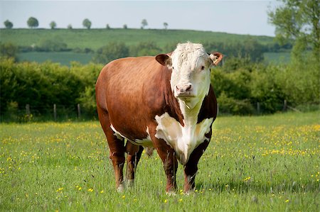 A pedigree Hereford bull in English field of Buttercups and grass Fotografie stock - Microstock e Abbonamento, Codice: 400-07298084