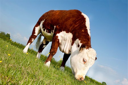 A female pedigree Hereford Cow grazing in buttercup field angled view Fotografie stock - Microstock e Abbonamento, Codice: 400-07298086