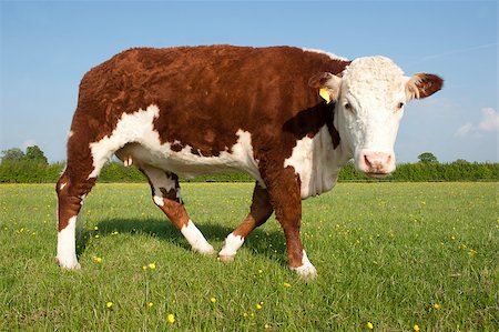 A pedigree Hereford Bull in grass pasture field looking at camera Fotografie stock - Microstock e Abbonamento, Codice: 400-07298087