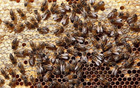A selection and detail of an area of a beehive with European Honey Bees Photographie de stock - Aubaine LD & Abonnement, Code: 400-07298082