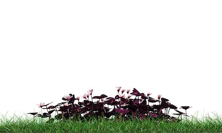 oxalis on green grass isolated on white background Fotografie stock - Microstock e Abbonamento, Codice: 400-07298202