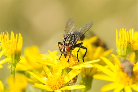 sarcophagidae - Sarcophaga Fly drinking nectar from Ragwort Flower in Surrey hills, England Stock Photo - Budget Royalty-Free & Subscription, Code: 400-07298317