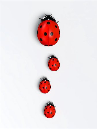 top view of a ladybug with three other smaller ones behind it placed in a row on a white ground Fotografie stock - Microstock e Abbonamento, Codice: 400-07298366