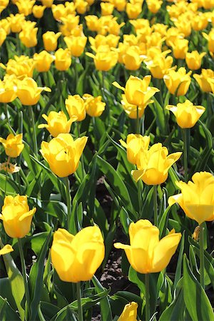 simsearch:6102-03750354,k - image of yellow tulips on the flower-bed Photographie de stock - Aubaine LD & Abonnement, Code: 400-07298451