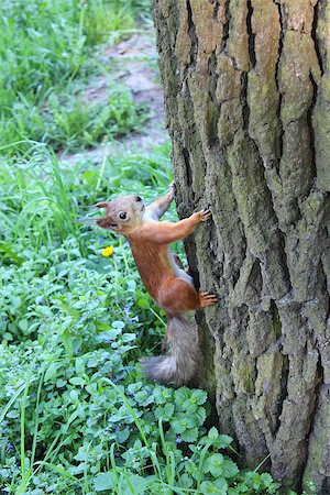 image of squirrel climbing up on the tree in the park Foto de stock - Super Valor sin royalties y Suscripción, Código: 400-07298452