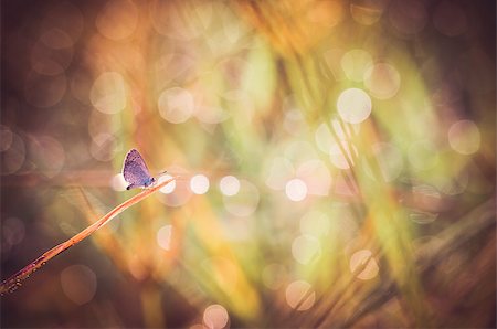 Little butterfly in the nature or in the garden Stock Photo - Budget Royalty-Free & Subscription, Code: 400-07298716