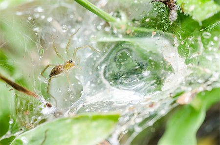 simsearch:600-00864467,k - Spider in the nature green background macro shot Stockbilder - Microstock & Abonnement, Bildnummer: 400-07298738