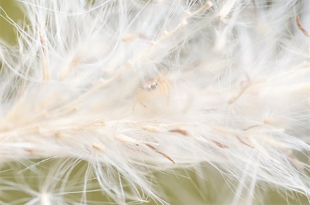 simsearch:600-00864467,k - Spider in the nature green background macro shot Stockbilder - Microstock & Abonnement, Bildnummer: 400-07298746