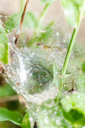 simsearch:600-00864467,k - Spider in the nature green background macro shot Stockbilder - Microstock & Abonnement, Bildnummer: 400-07298741