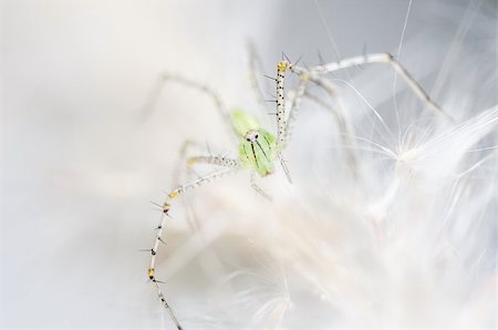 simsearch:600-00864467,k - Spider in the nature green background macro shot Stockbilder - Microstock & Abonnement, Bildnummer: 400-07298757