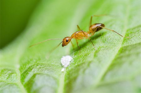 Red ant  on the leaf in the nature Stock Photo - Budget Royalty-Free & Subscription, Code: 400-07298759