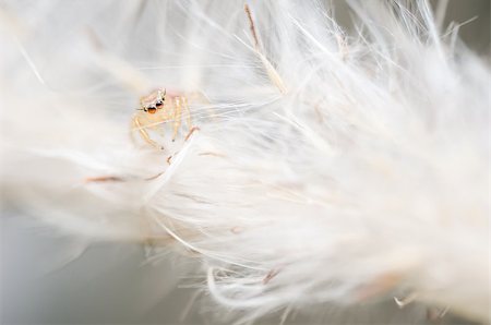 simsearch:600-00864467,k - Spider in the nature green background macro shot Stockbilder - Microstock & Abonnement, Bildnummer: 400-07298751