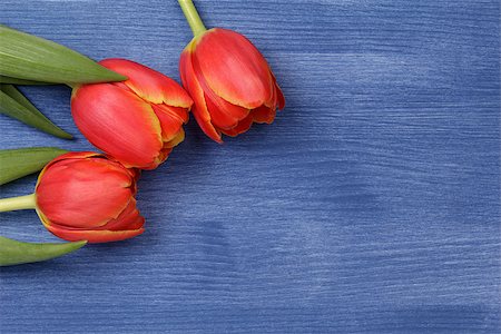 simsearch:400-07298791,k - tulip on wooden table, mothers day theme or valentines day Stockbilder - Microstock & Abonnement, Bildnummer: 400-07298790