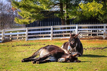 simsearch:400-07299198,k - Two donkeys lay on the ground on a farm in Kentucky Foto de stock - Super Valor sin royalties y Suscripción, Código: 400-07299198