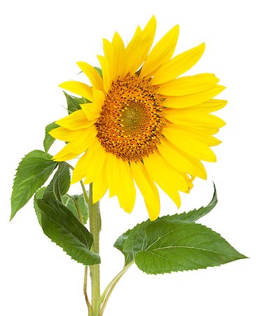 Sunflower. Isolated on white background Foto de stock - Super Valor sin royalties y Suscripción, Código: 400-07299545