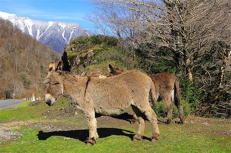 Mules in Abkhazia. Caucasian mountains. Stock Photo - Budget Royalty-Free & Subscription, Code: 400-07299634
