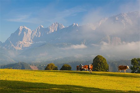 simsearch:400-07211148,k - On a farm in the high mountains in Austria Fotografie stock - Microstock e Abbonamento, Codice: 400-07299685
