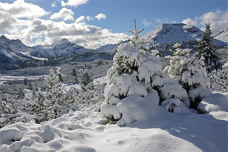 View of a fir covered by snow on background of Dolomites mountains and sky. Foto de stock - Royalty-Free Super Valor e Assinatura, Número: 400-07299696