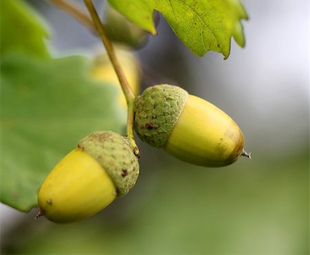 Green acorns on the oak branches Photographie de stock - Aubaine LD & Abonnement, Code: 400-07299699