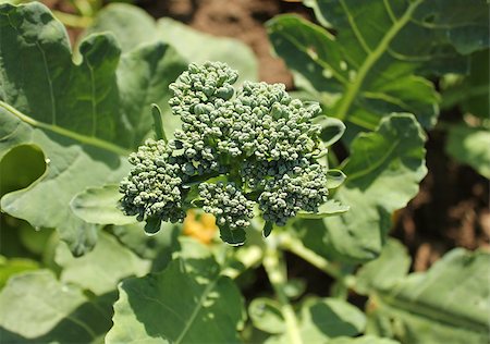 Healthy young broccoli plant growing in garden Stock Photo - Budget Royalty-Free & Subscription, Code: 400-07299706