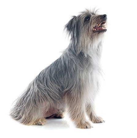 simsearch:400-06949768,k - portrait of a pyrenean sheepdog in front of a white background Photographie de stock - Aubaine LD & Abonnement, Code: 400-07299788