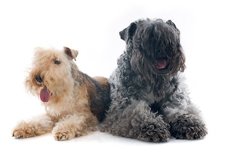 simsearch:400-07123630,k - kerry blue terrier and lakeland terrier in front of white background Stockbilder - Microstock & Abonnement, Bildnummer: 400-07299789