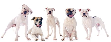 simsearch:400-07918901,k - american bulldogs in front of white background Stockbilder - Microstock & Abonnement, Bildnummer: 400-07299797