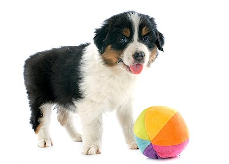 simsearch:400-06866738,k - purebred puppy australian shepherd  and ball in front of white background Stock Photo - Budget Royalty-Free & Subscription, Code: 400-07299791