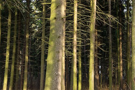 softwood - Fir (Picea) forest. Old spruce trees. Stock Photo - Budget Royalty-Free & Subscription, Code: 400-07299818