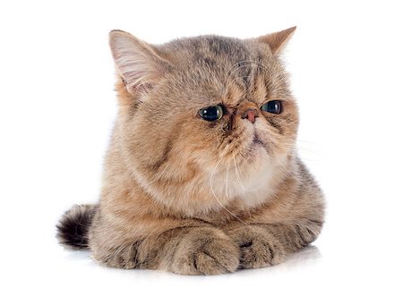 simsearch:400-07292578,k - exotic shorthair cat in front of white background Foto de stock - Super Valor sin royalties y Suscripción, Código: 400-07299826