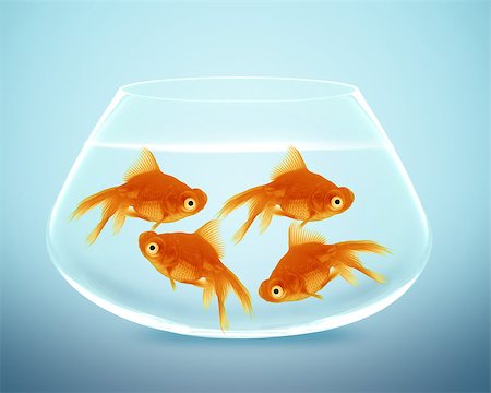 simsearch:649-08119132,k - goldfish in small bowl and looking for something better. Photographie de stock - Aubaine LD & Abonnement, Code: 400-07290052