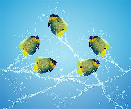 simsearch:400-06080242,k - Angelfish jumping, good concept for Recklessness and challenge concept. Stock Photo - Budget Royalty-Free & Subscription, Code: 400-07290337