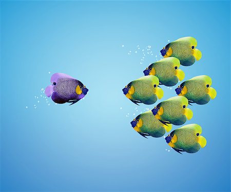 poisson-ange - big angelfish leading group of angelfish. Photographie de stock - Aubaine LD & Abonnement, Code: 400-07290338