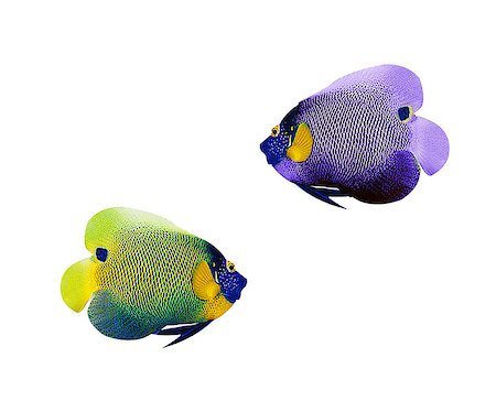 colorful angelfish isolated on white background Stock Photo - Budget Royalty-Free & Subscription, Code: 400-07290343