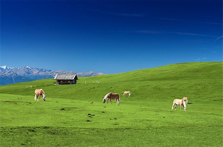 simsearch:400-08572380,k - Horses grazing on a pasture on a sunny day Foto de stock - Super Valor sin royalties y Suscripción, Código: 400-07290499