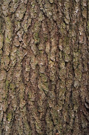 simsearch:400-07619334,k - Highly detailed tree bark texture Stock Photo - Budget Royalty-Free & Subscription, Code: 400-07290503